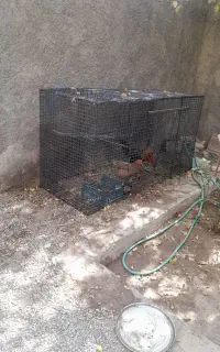 قفس مرغ
