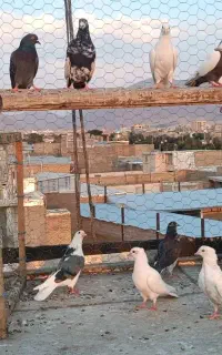همه رنگی