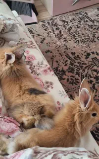 بچه خرگوش نژاد لوپ هلندی