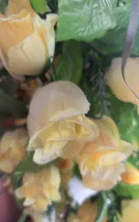 علوفه رایگان