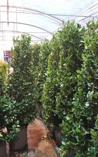 طراحی و اجرای فضای سبز/ روف‌گاردن/ دیوار سبز