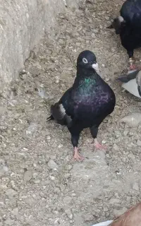 کبوتر جوجه سرک