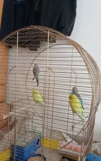 مرغ عشق