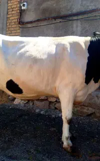 گاو آبستن