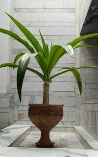 گل برگ موزی