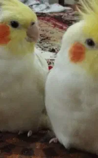 جفت عروس هلندی