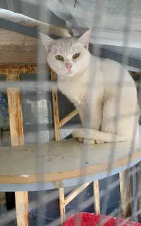 گربه اسکاتیش