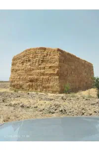 پرس گندم خشک انباری