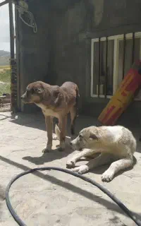 توله سگ سرابی با قدرجونی