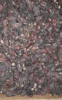 فروش خرمای ربی