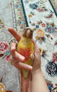گرینچیک گمشده