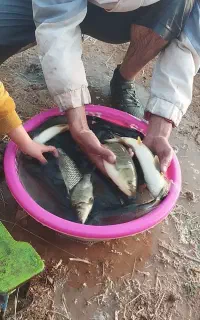 فروش ماهی آمور