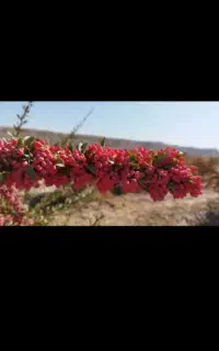 زرشک شاخه تازه