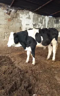 گوساله نر جنس
