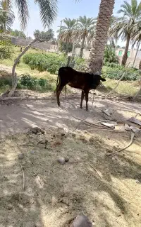 گوساله ماده دلگان هست