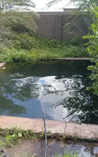 پیوند زدن درخت کنار