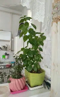 تعدادی گل بزرگ