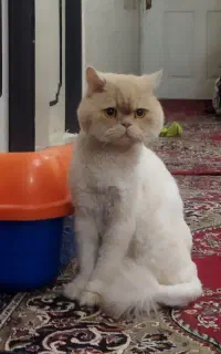 گربه نر عقیم شده