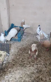 فروش کبوتر