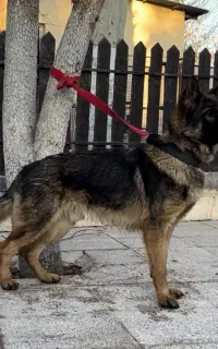 سگ سیبل نر ۷ماه118