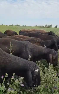 گوسفندبره (نر)جوان زنده بشرط گوشت جگر سالم ۲۴س