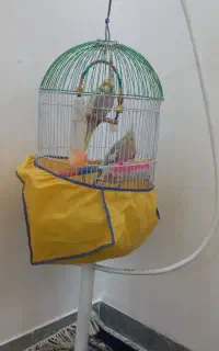 عروس هلندی نر و ماده