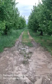 جمع اوری سیب زیردرختی