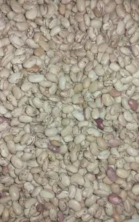 لوبیا چیتی