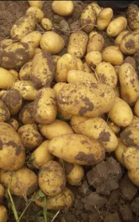 همکاری سیب زمینی اردبیل