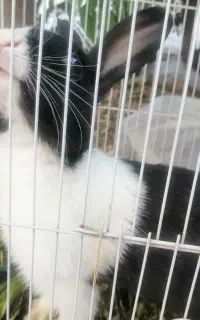 واگذاری خرگوش