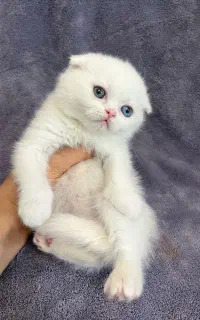 انواع گربه های کیوت