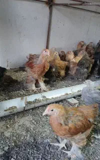 جوجه برهمایی درجه یک اصل