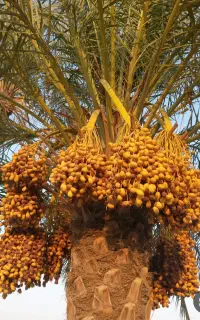 نخله درخت اگه کسی خواست مجانی میدم