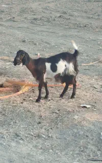 کهر