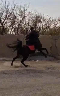 اسب کرد شجره دار فوری فروشی