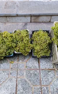 شیره انگور خانگی