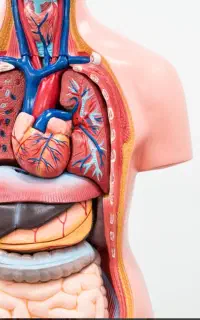 تدریس خصوصی زیست شناسی دانشجوی پزشکی