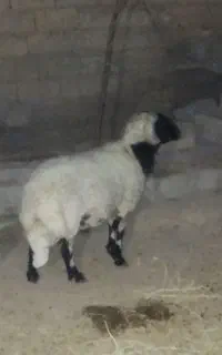 نری کیلوی 700قوچ کیلوی 700