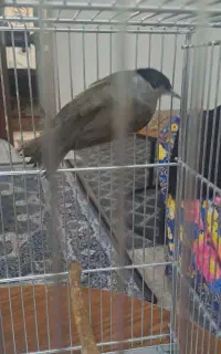 سهره