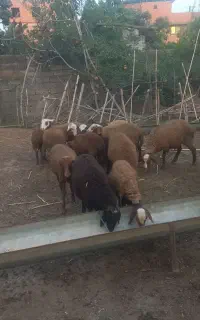 بره نر و ماده