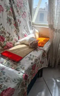 واگذاری رایگان
