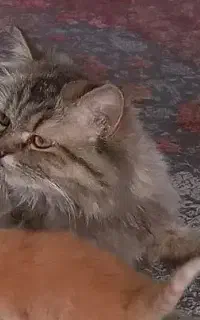 واگذاری گربه های  اسکاتیش رنگ خاص وکمیاب