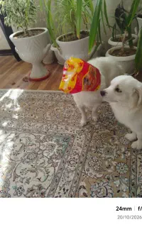 بچه سگ پاپی گمشده