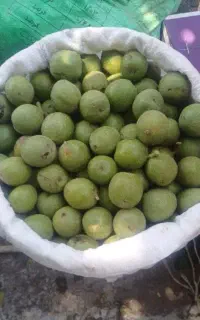 گردو تازه اذربایجان غربی