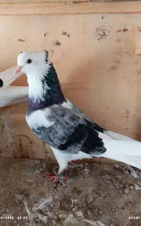 شازده