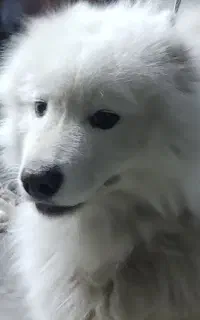سگ .