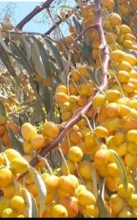 عرضه انواع کود ارگانیک کشاورزی