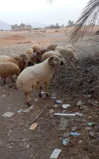 قوچ چاق