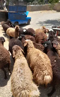 قیمت به روزبدون واسطه‌ زنده