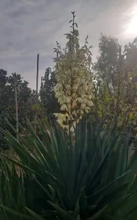 نگهبان باغ